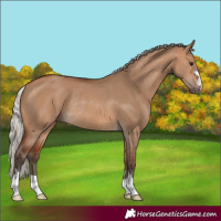 Horse Color:Silver Brown Dun Rabicano 