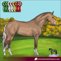 Horse Color:Silver Brown Dun Rabicano 