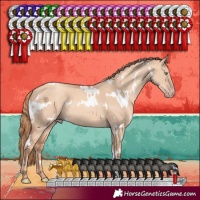 Horse Color:White Spotted Gold Champagne Dun