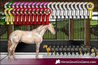 Horse Color:White Spotted Gold Champagne Dun