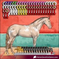 Horse Color:White Spotted Gold Champagne Dun 