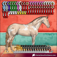 Horse Color:White Spotted Gold Champagne Dun