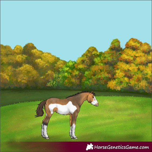 Horse Color:White Spotted Buckskin Frame 