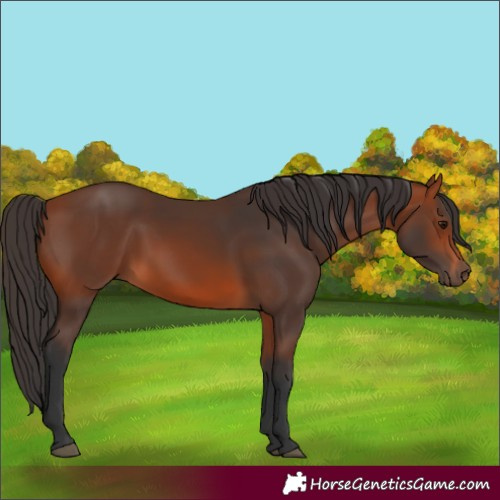 Horse Color:Bay 