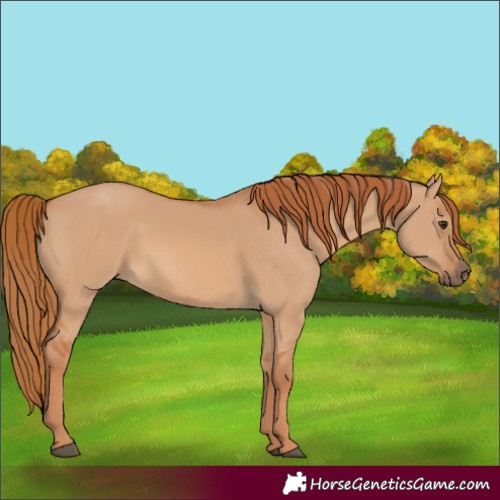 Horse Color:Red Dun Rabicano 