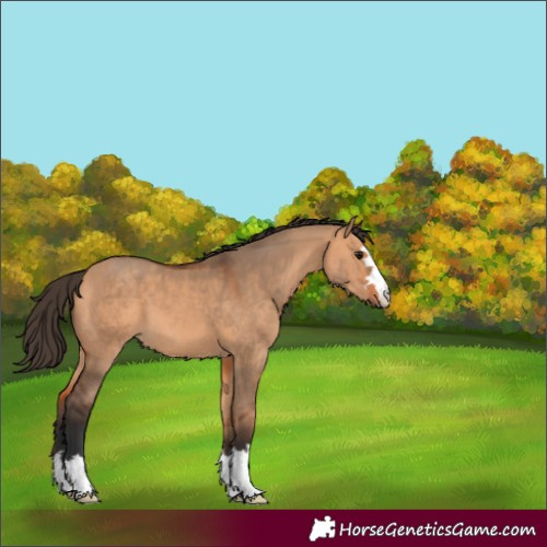 Horse Color:Bay Dun 