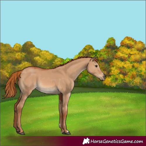 Horse Color:Red Dun 