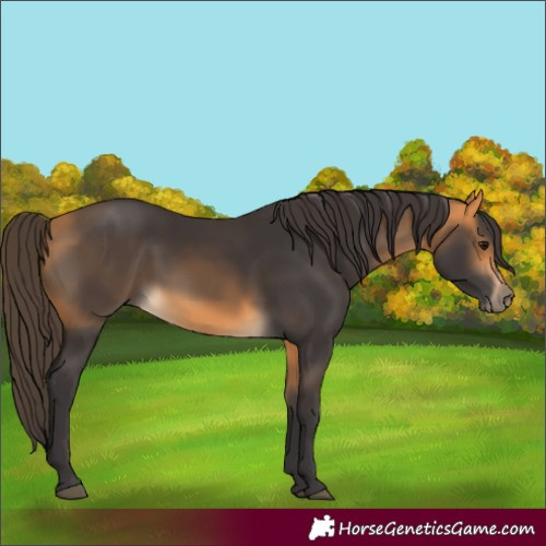 Horse Color:Buckskin 
