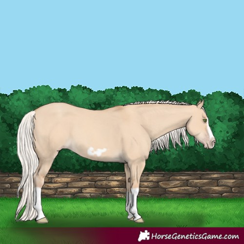 Horse Color:Silver Classic Champagne Dun Splash Frame 