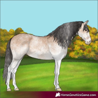 Horse Color:White Spotted Bay Dun