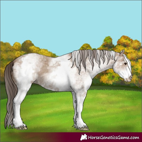 Horse Color:White Spotted Classic Champagne 