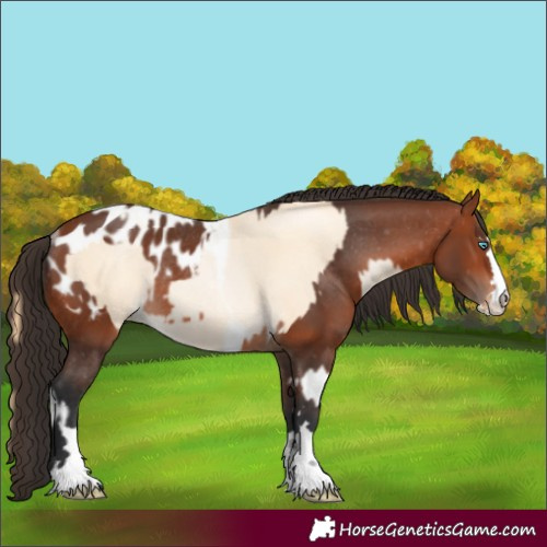 Horse Color:Amber Cream Champagne Pearl Tobiano Rabicano  and Bay Blanket Rabicano 