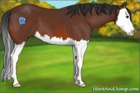 Horse Color:Bay Splash 