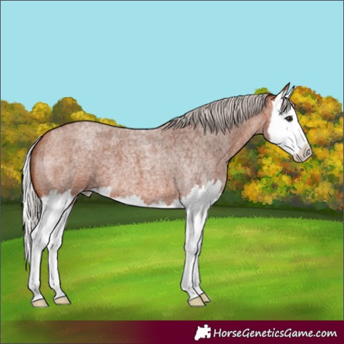 Horse Color:Silver Bay Roan Splash 