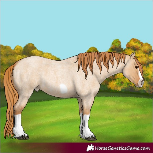Horse Color:Red Dun Roan Splash Frame Rabicano 