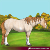 Horse Color:Red Dun Roan Splash Frame Rabicano 