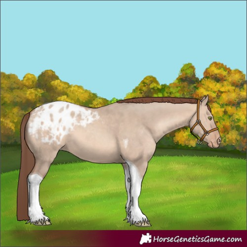 Horse Color:Sable Champagne Dun Tobiano Appaloosa 