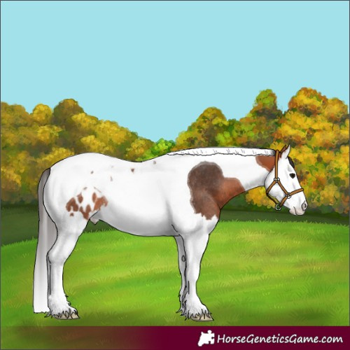 Horse Color:Bay Splash Tobiano Appaloosa Rabicano 