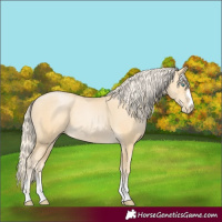 Horse Color:Palomino Pearl Rabicano 