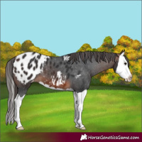 Horse Color:Brown Splash Appaloosa 