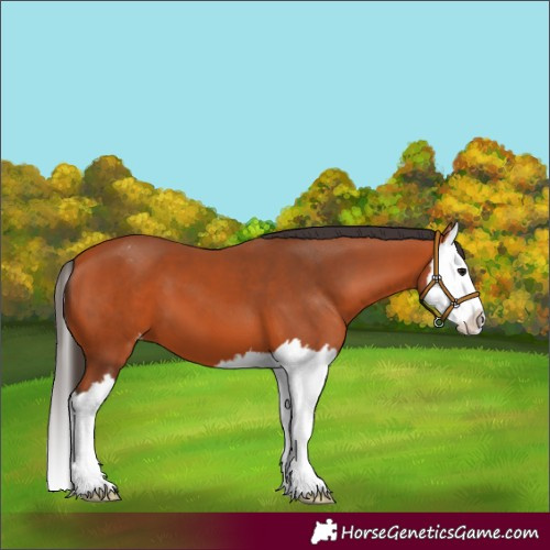 Horse Color:Bay Splash Appaloosa 