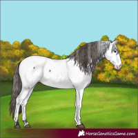 Horse Color:White Spotted Smoky Black Appaloosa 