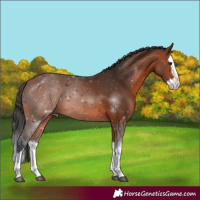 Horse Color:Bay Splash 