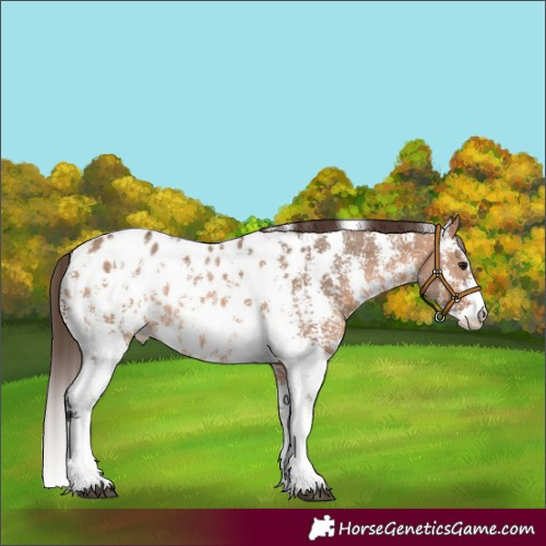 Horse Color:Bay Dun Sabino Blanket 