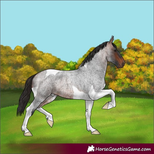 Horse Color:Bay Roan Tobiano 