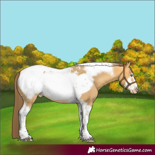 Horse Color:Amber Cream Champagne Tobiano Frame Snowcap 