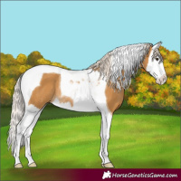 Horse Color:Palomino Splash Tobiano Rabicano