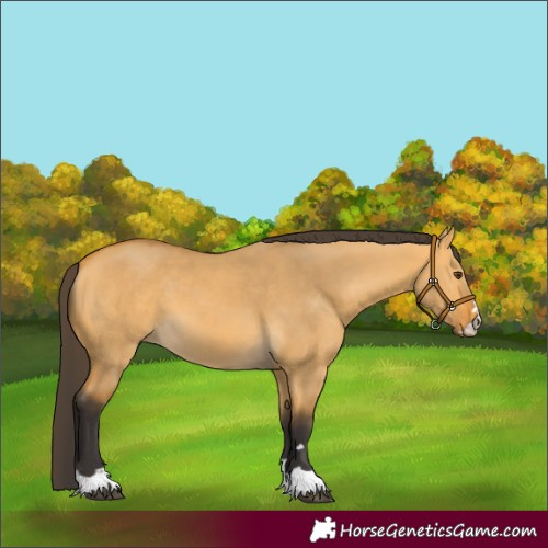 Horse Color:Buckskin Dun 