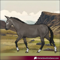 Horse Color:Gray Grullo 
