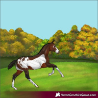Horse Color:Gray Bay Frame Appaloosa 