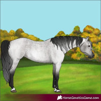 Horse Color:Gray Grullo Roan 