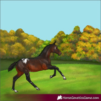 Horse Color:Gray Brown Appaloosa 