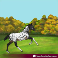 Horse Color:Gray Buckskin Tobiano Appaloosa