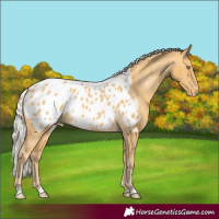Horse Color:Silver Sable Cream Champagne Appaloosa Rabicano 