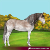 Horse Color:White Spotted Classic Champagne 