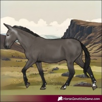 Horse Color:Gray Grullo