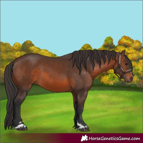 Horse Color:Brown 