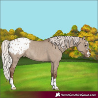Horse Color:Silver Grullo Appaloosa Rabicano 