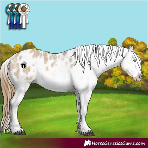Horse Color:White Spotted Buckskin Roan Dun Appaloosa 
