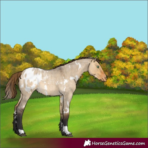 Horse Color:White Spotted Buckskin Roan Dun Appaloosa