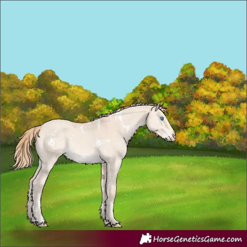 Horse Color:White Spotted Perlino Dun 