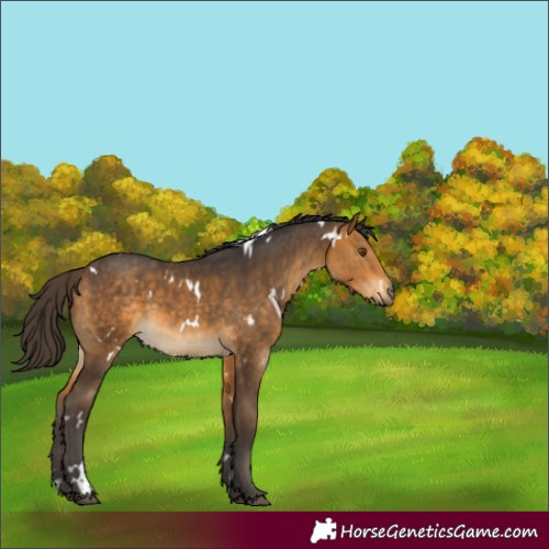 Horse Color:White Spotted Buckskin Rabicano 