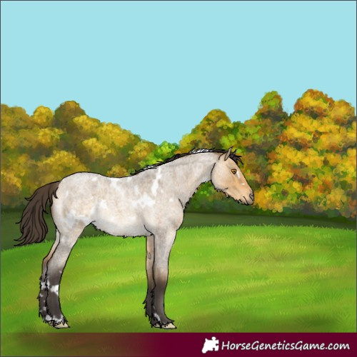 Horse Color:White Spotted Buckskin Roan Dun 