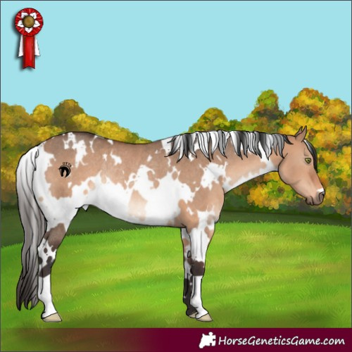 Horse Color:White Spotted Bay Dun Rabicano 