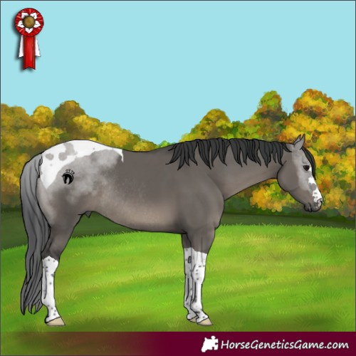 Horse Color:Grullo Tobiano Rabicano 