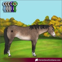 Horse Color:Brown Dun Rabicano 